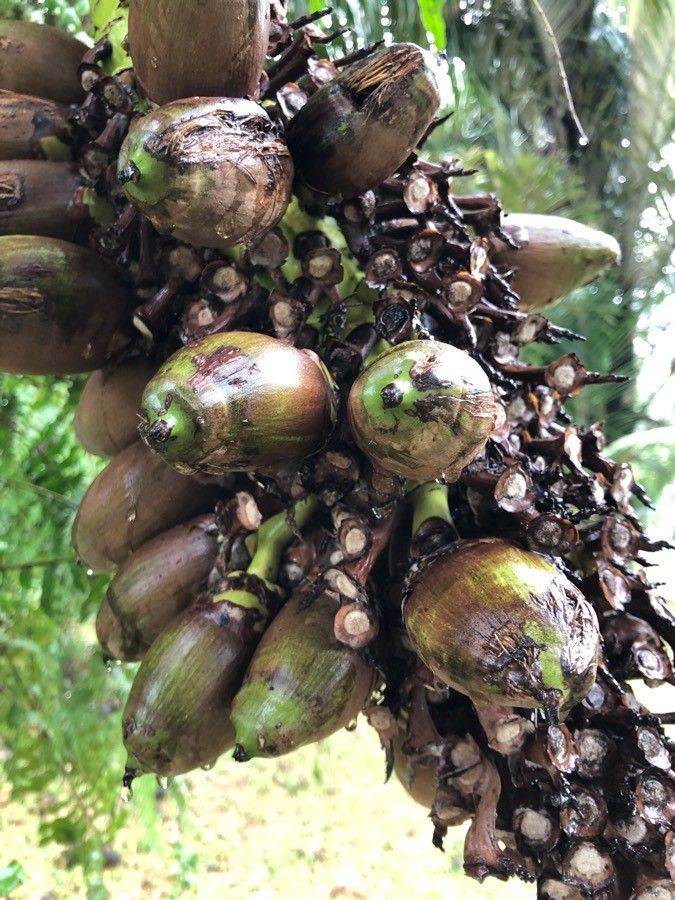 Attalea cohune fruit
