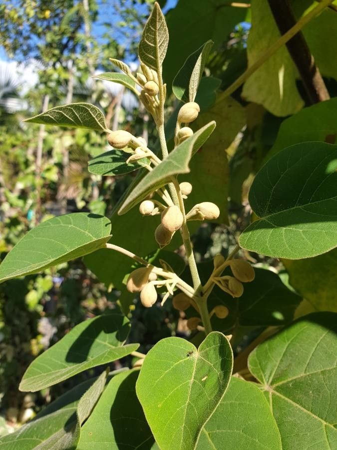 Solanum erianthum flower