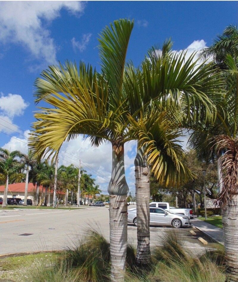 Hyophorbe verschaffeltii leaf