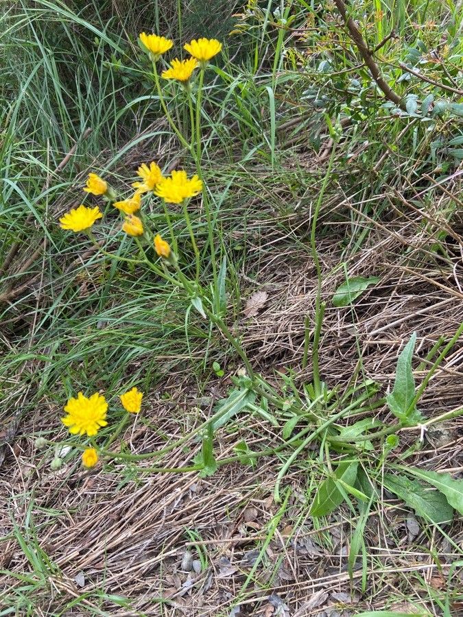 Crepis nicaeensis habit