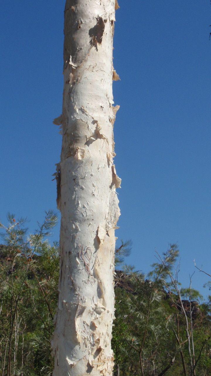 Melaleuca leucadendra bark