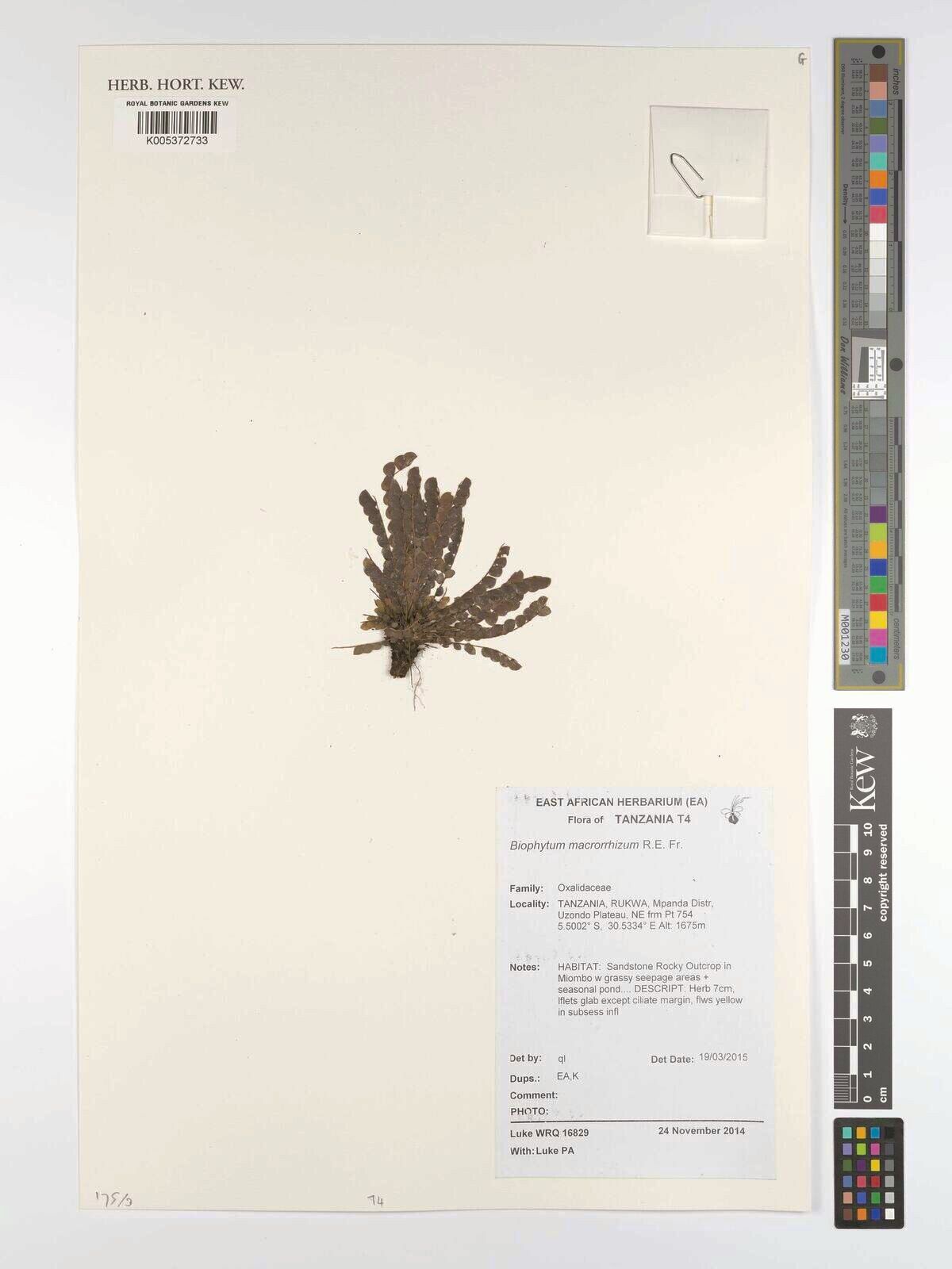 Biophytum macrorrhizum — search result for 'Biophytum'