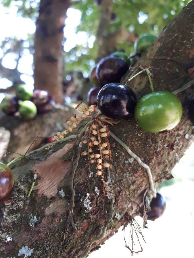 Campylocentrum grisebachii fruit