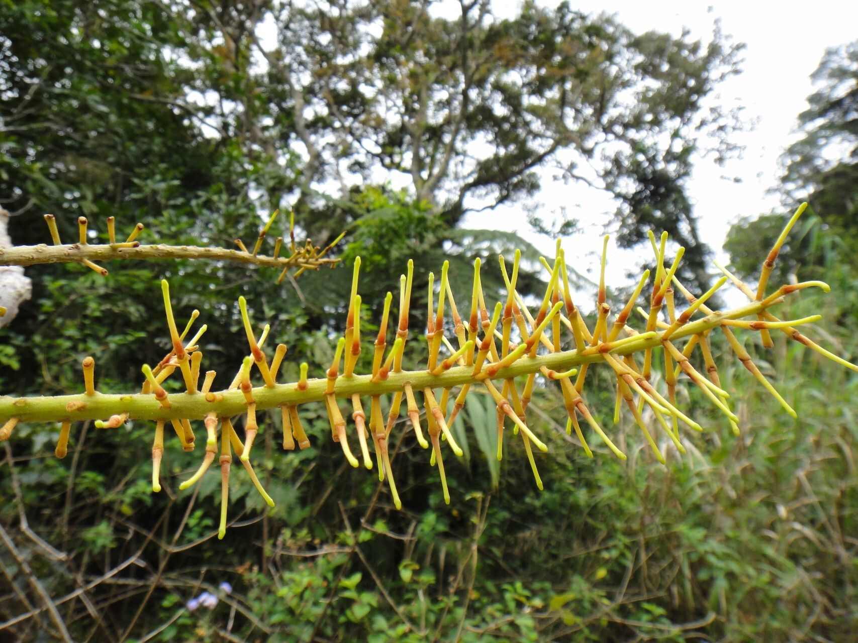 Kermadecia rotundifolia flower