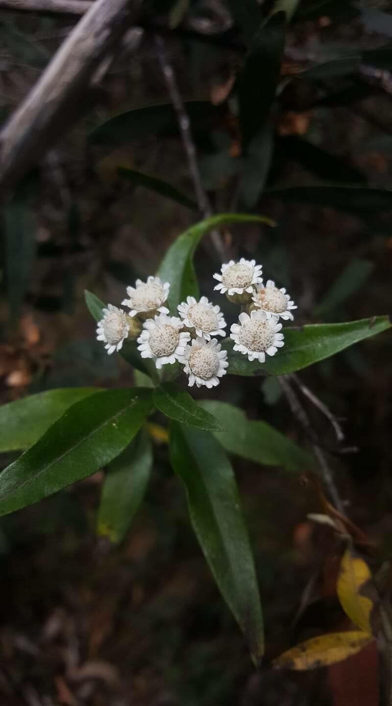 Psiadia retusa flower