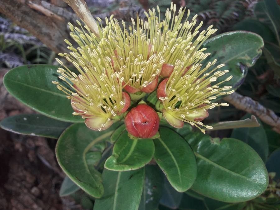 Xanthostemon gugerlii flower