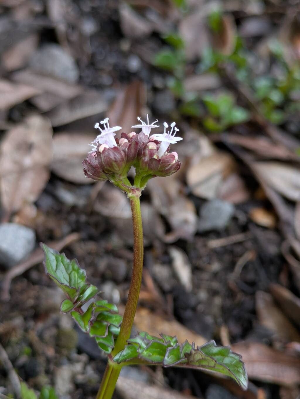 Valeriana pulchella — houseplant care guide