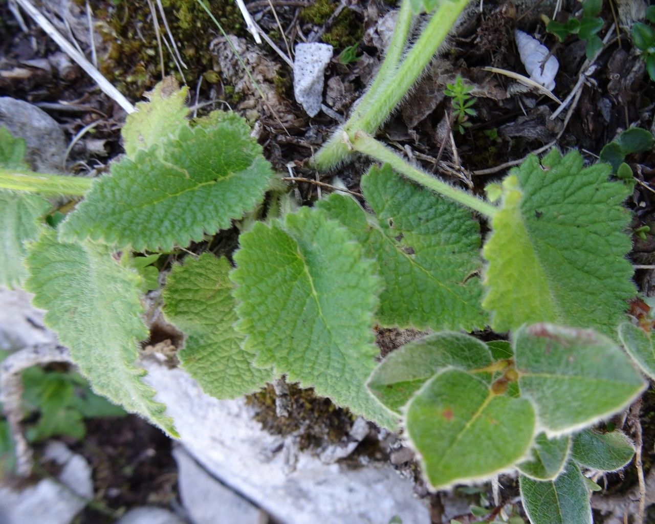 Betonica alopecuros leaf