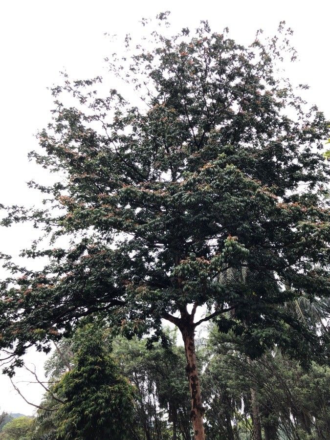 Pentaspadon motleyi habit