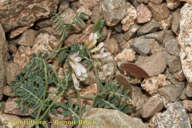 Vicia glauca habit