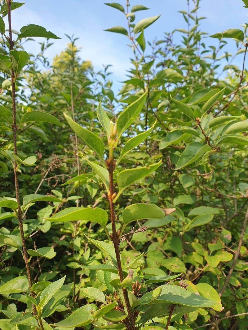 Syringa × chinensis other