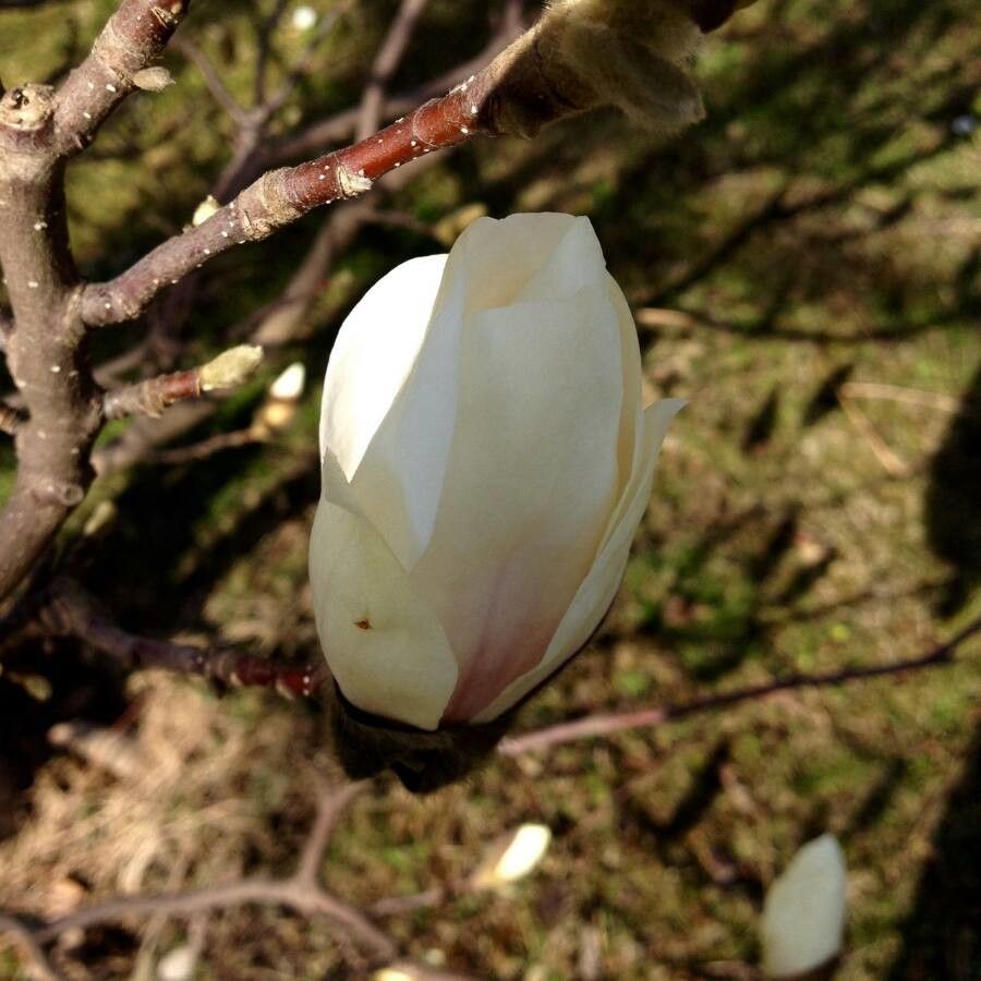 Magnolia denudata flower