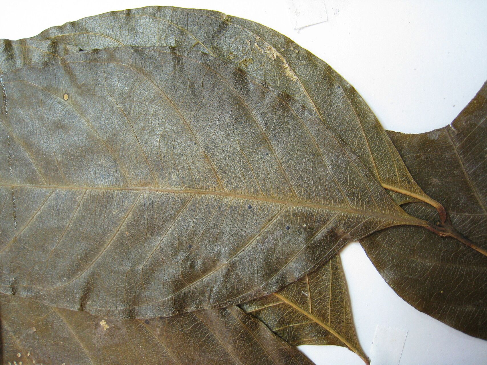 Guarea silvatica other