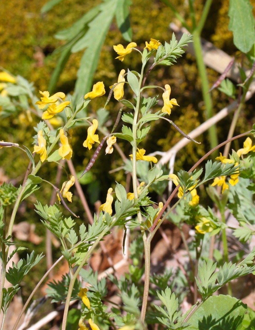Corydalis flavula habit