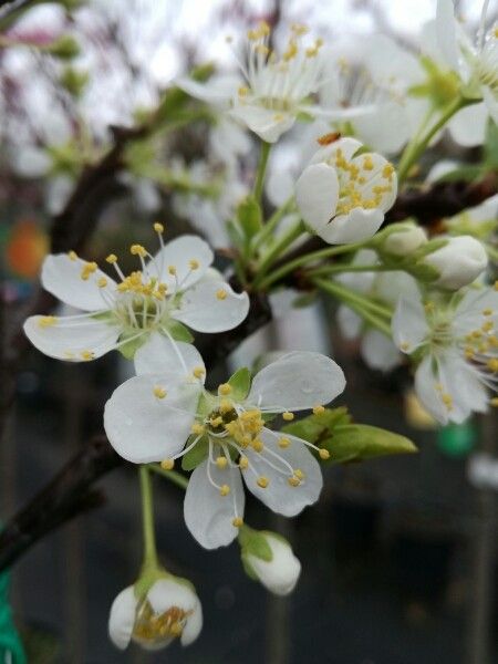 Prunus salicina — houseplant care guide