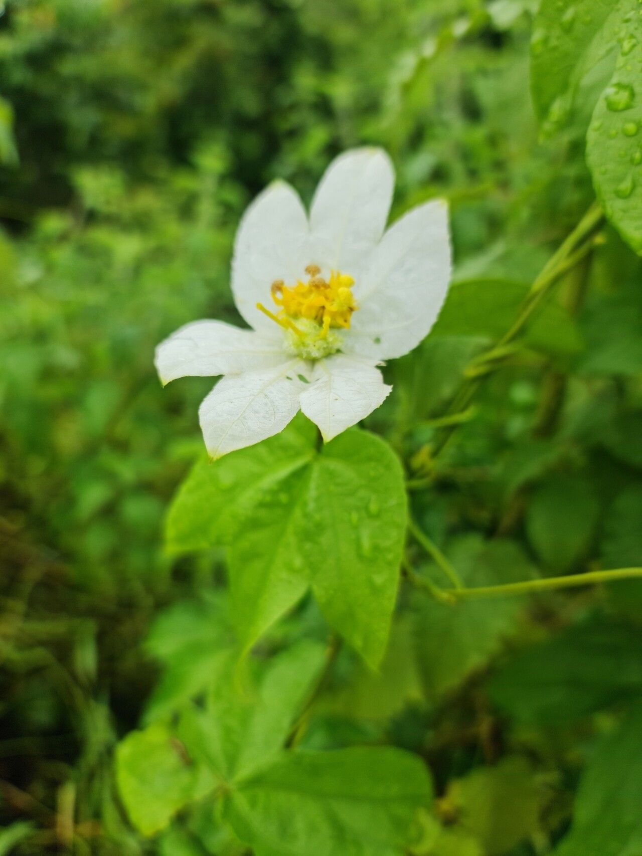 Dalechampia tamifolia flower