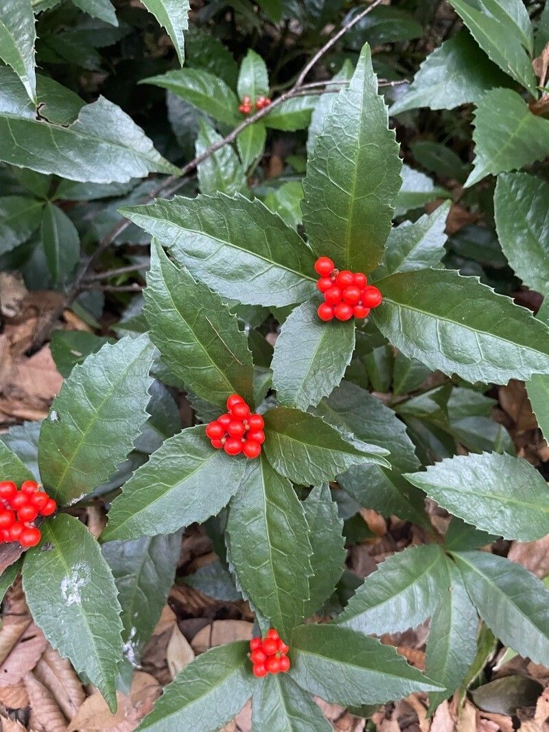 Sarcandra glabra fruit