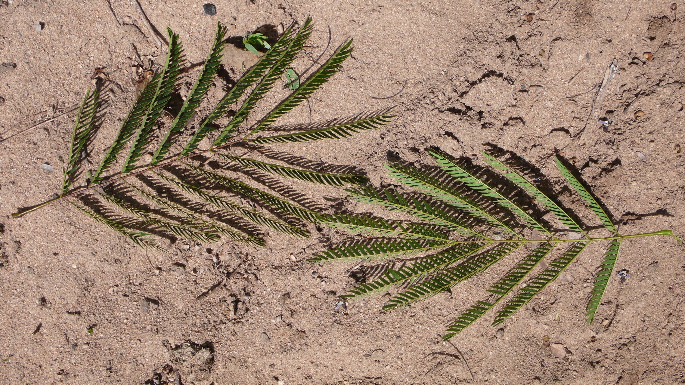 Piptadenia retusa leaf