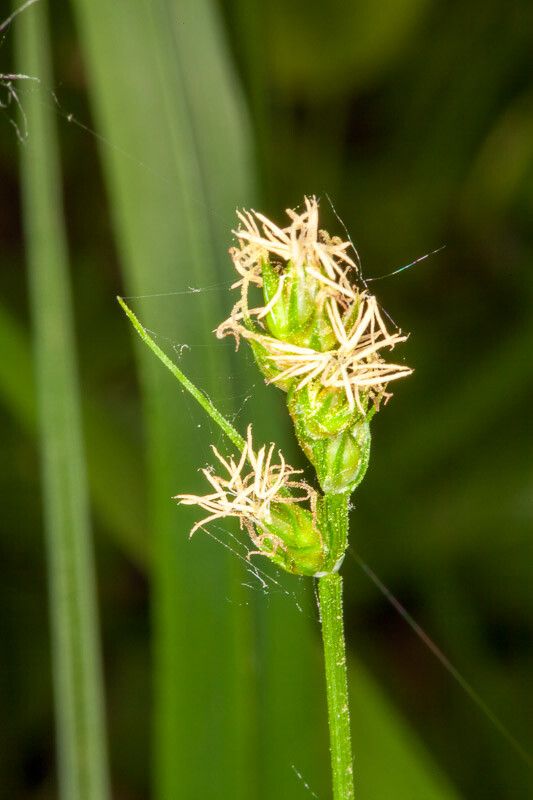 Carex muricata flower