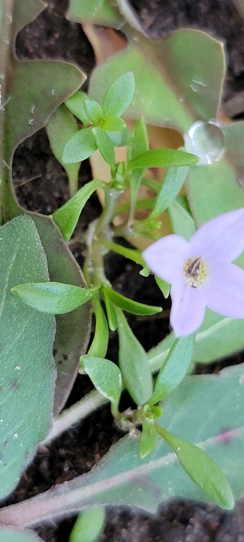 Houstonia rosea — search result for 'Oxalidaceae'