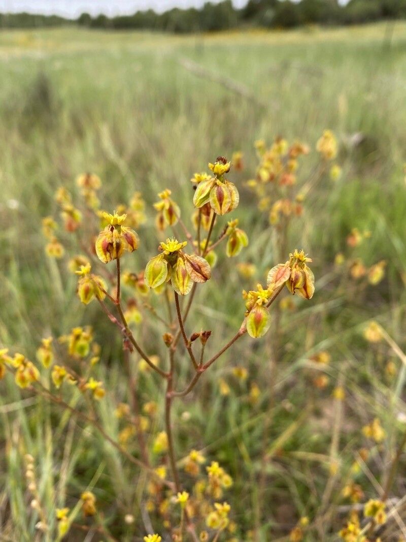 Eriogonum alatum — related species from the same genus
