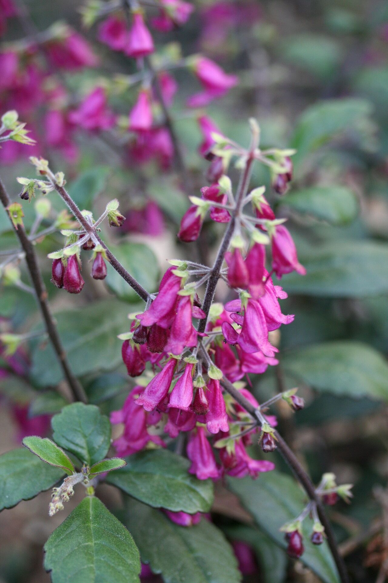 Dauphinea brevilabra flower