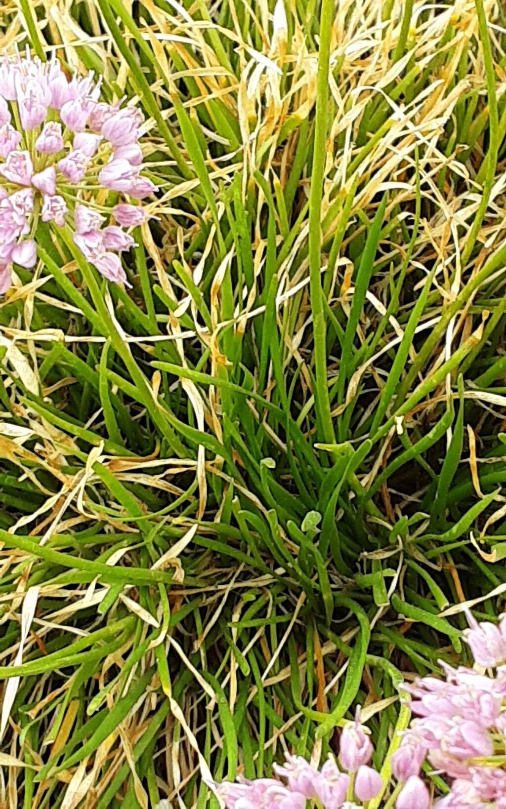 Allium austrosibiricum — houseplant care guide