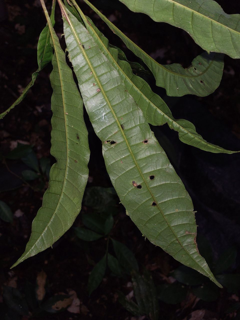 Anacardium spruceanum — houseplant care guide