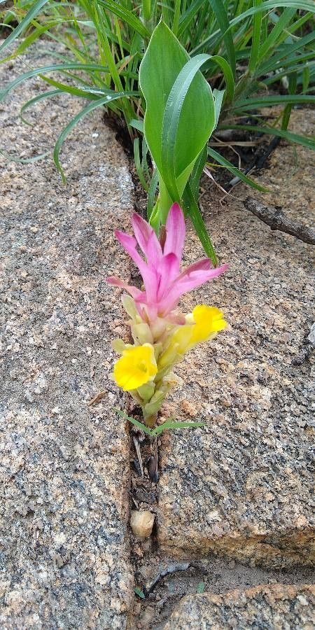 Curcuma angustifolia — related species from the same genus