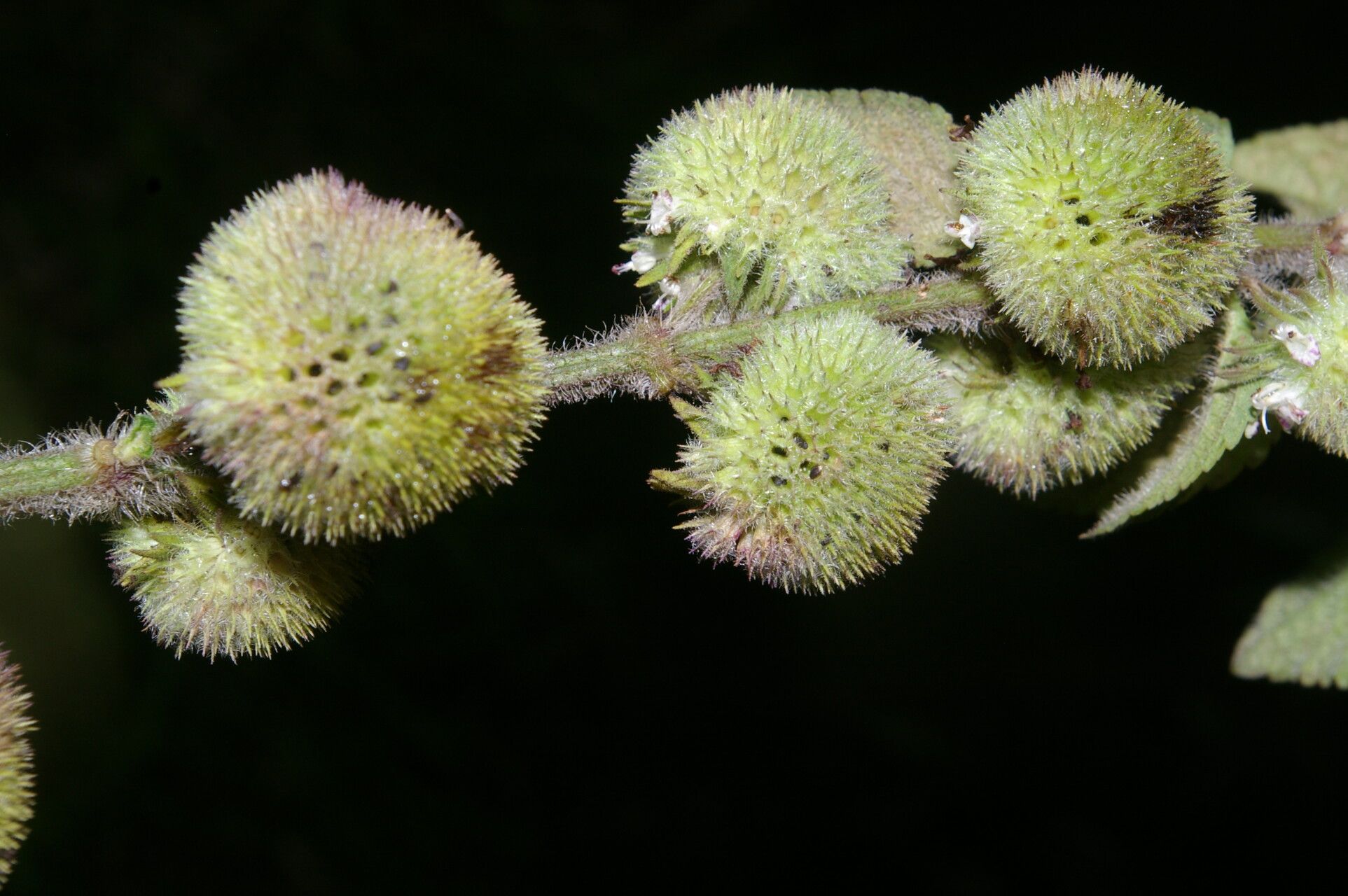 Hyptis sinuata fruit