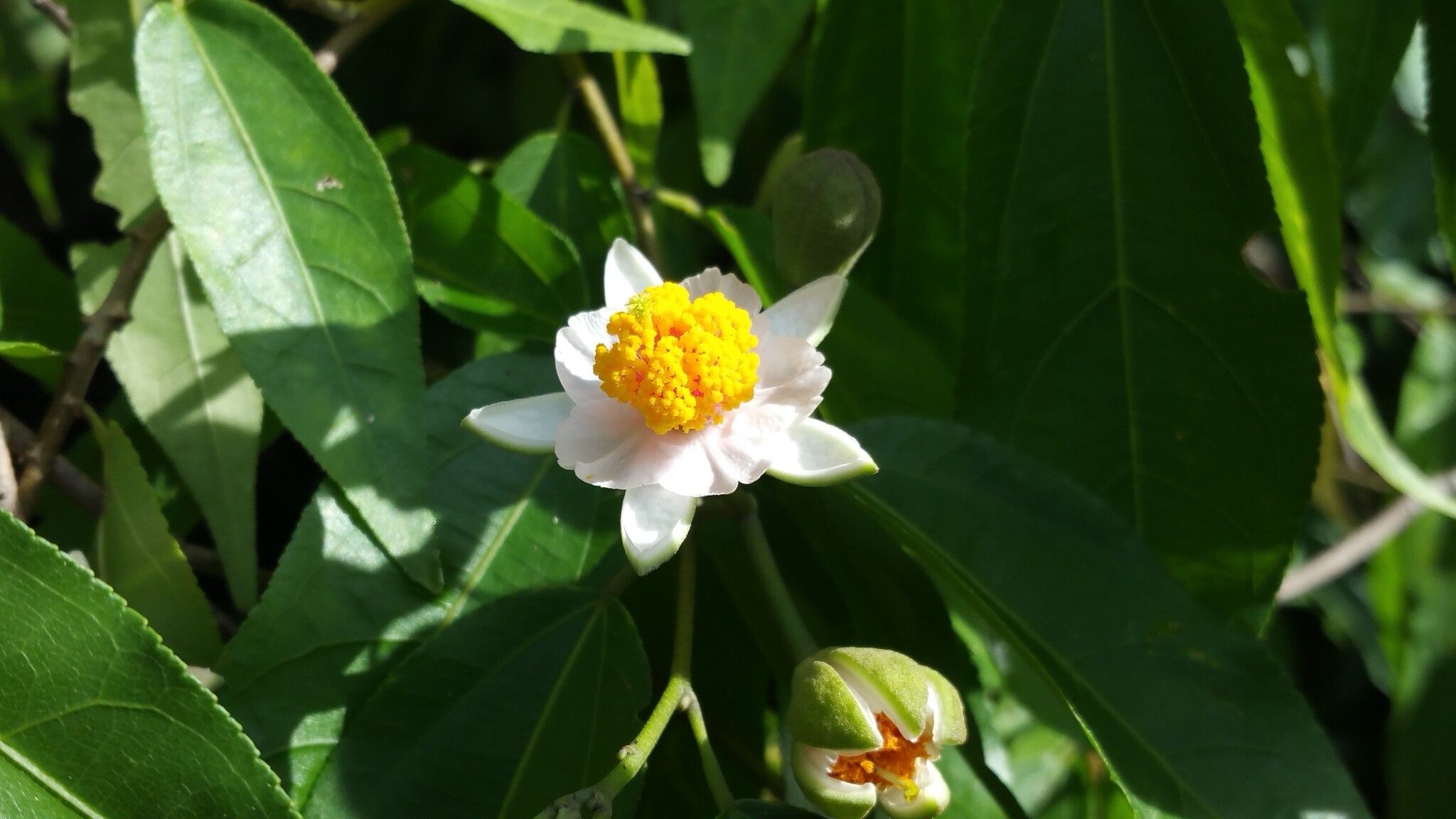 Grewia nitida — houseplant care guide