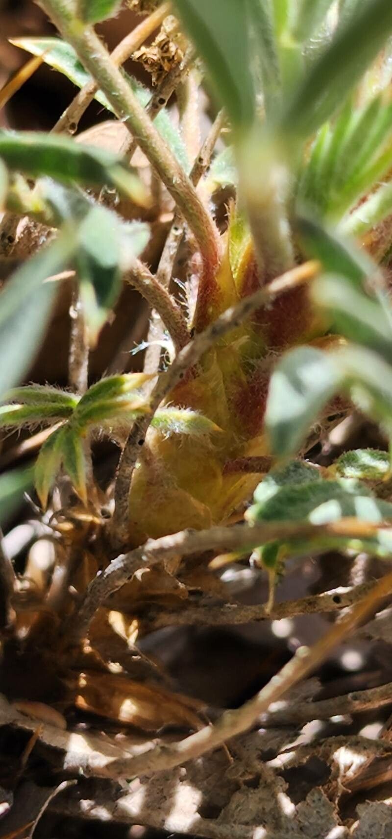 Astragalus tricholobus bark