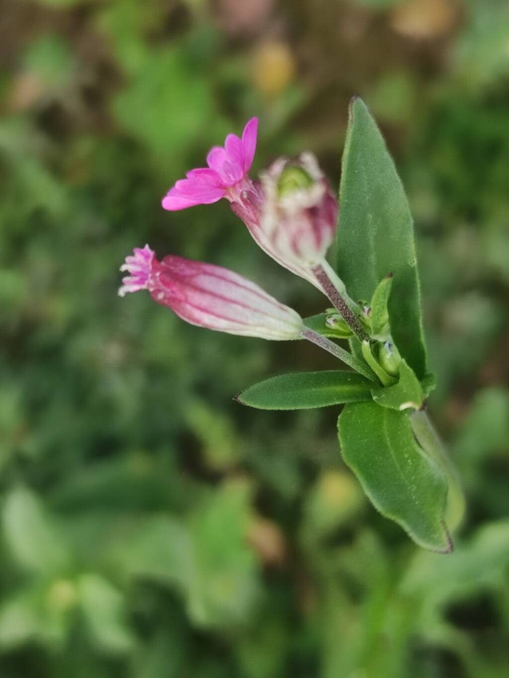 Silene diversifolia flower