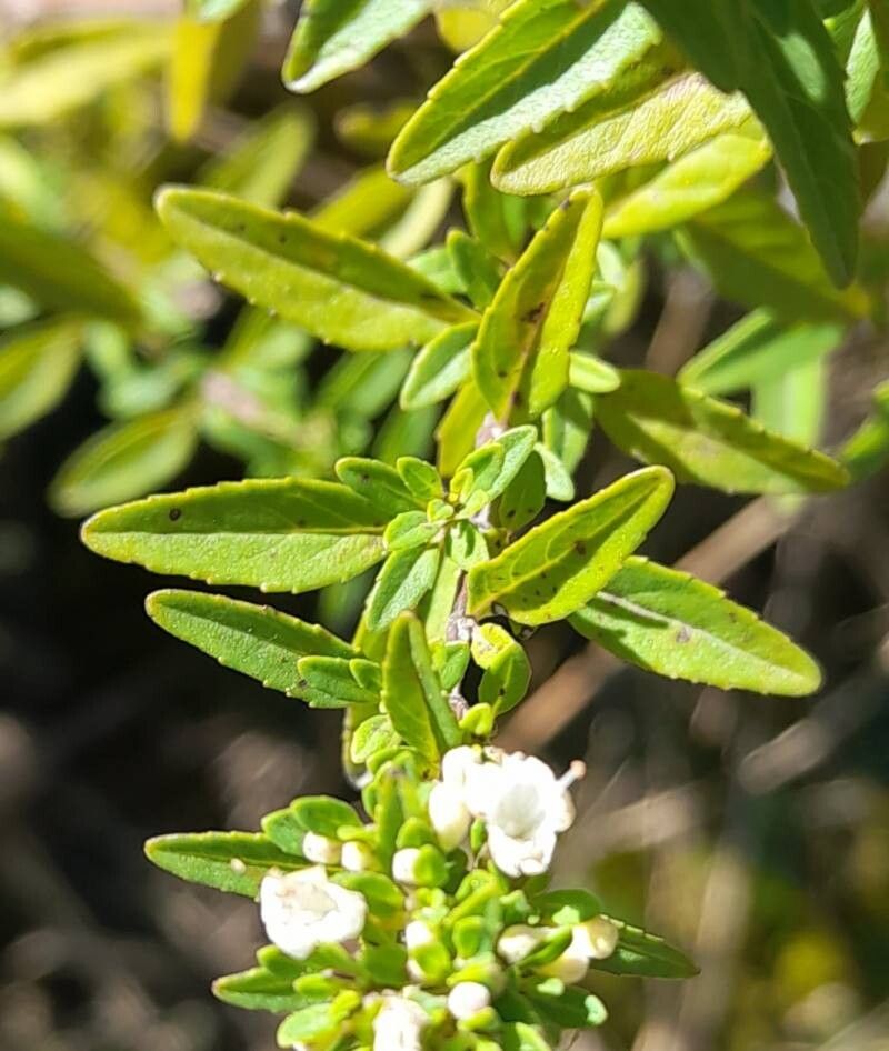 Clinopodium bolivianum — search result for 'Clinopodium'