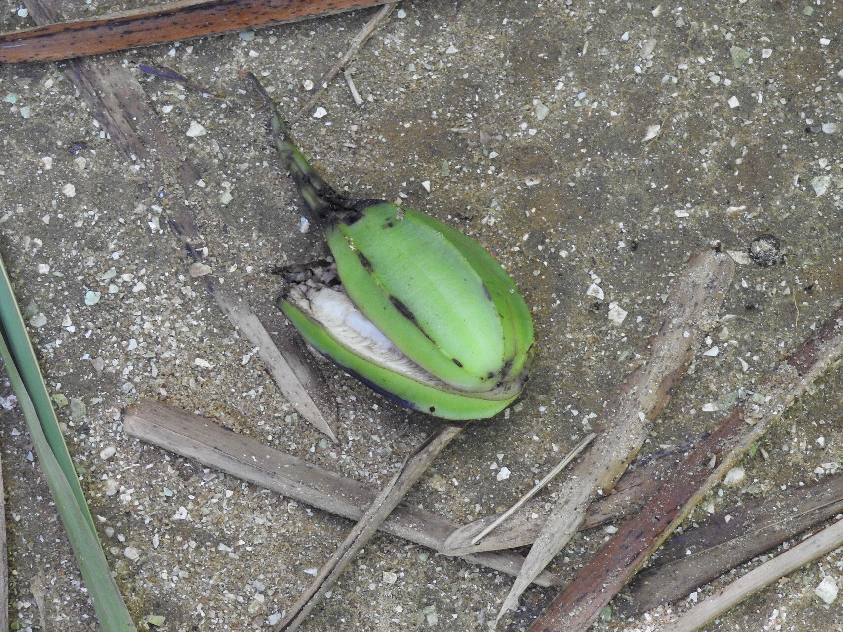 Cayaponia triangularis — houseplant care guide