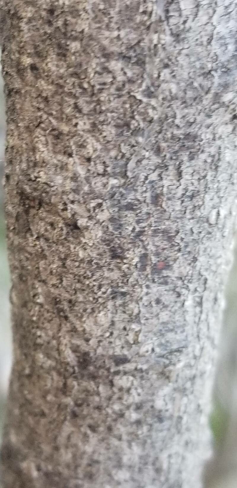 Daviesia latifolia bark