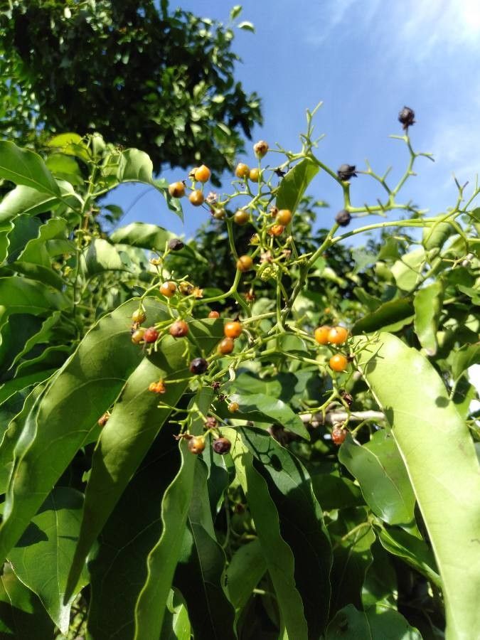 Ehretia philippinensis fruit