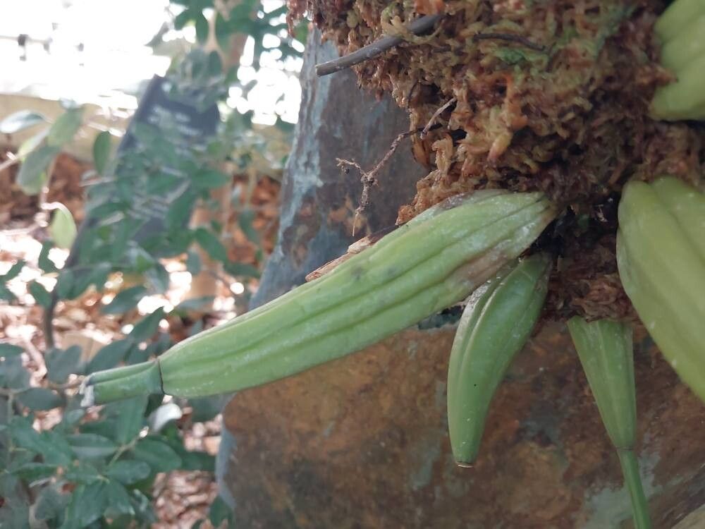 Coelogyne gardneriana bark
