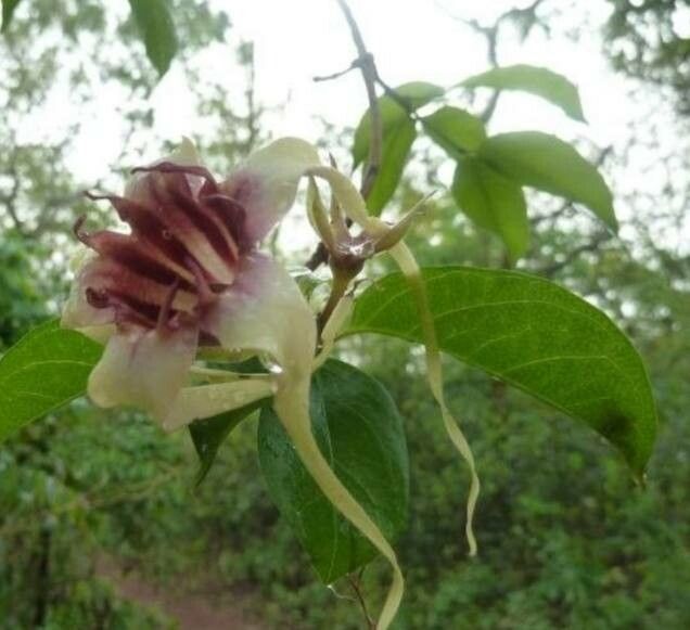 Strophanthus sarmentosus flower