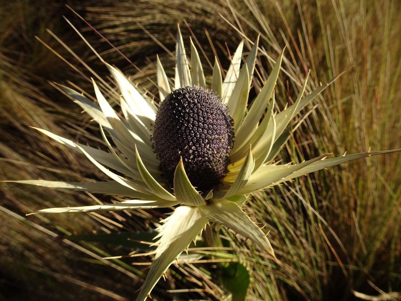 Eryngium proteiflorum flower