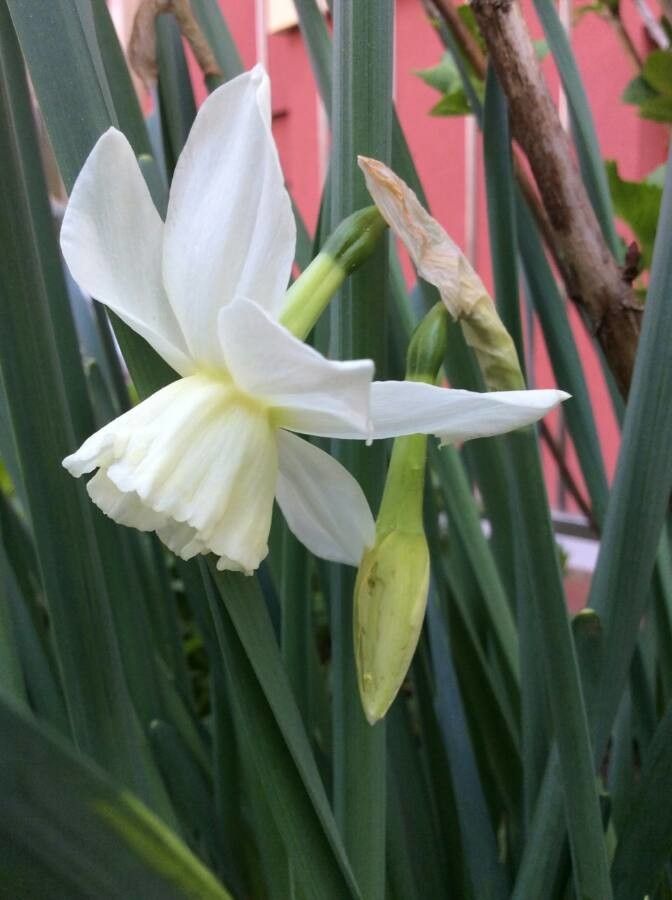 Narcissus dubius flower