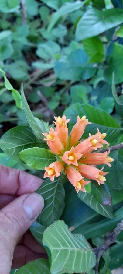 Burchellia bubalina flower