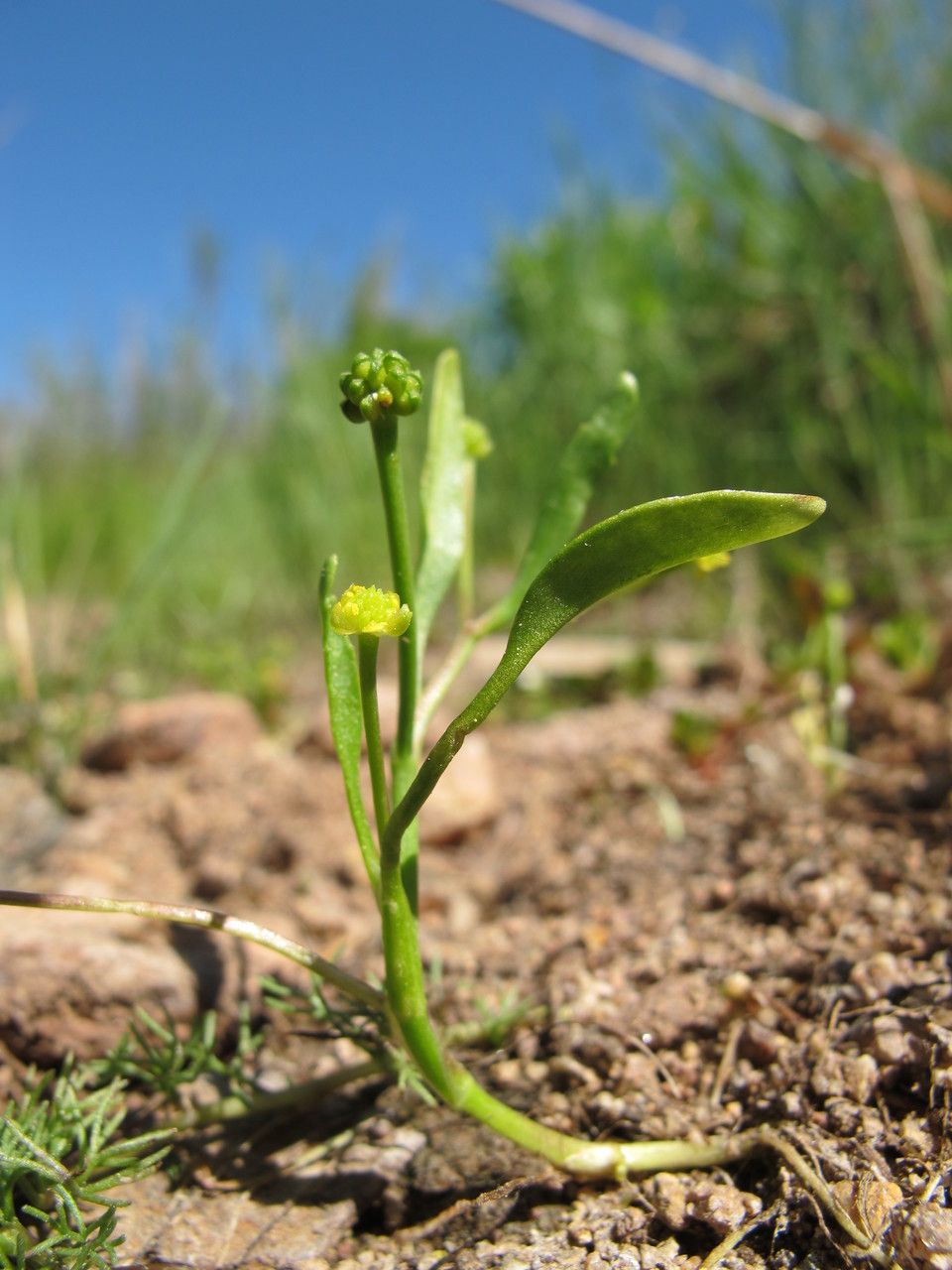 Ranunculus revelierei habit