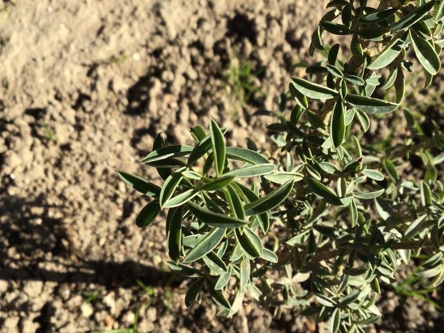 Adenocarpus hispanicus leaf