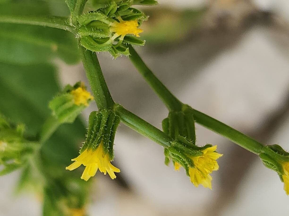 Garhadiolus hamosus bark