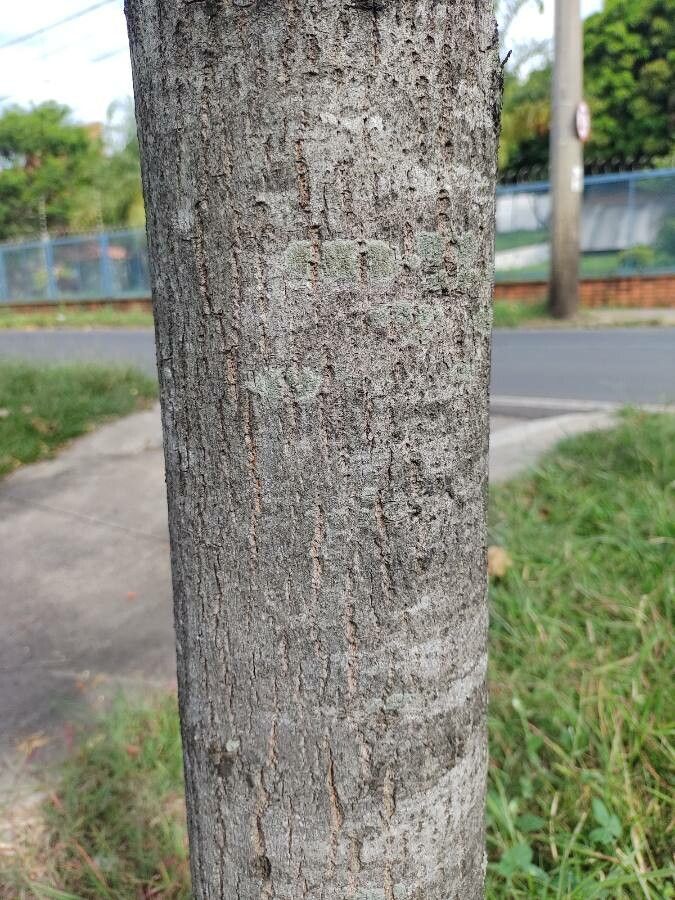 Cariniana rubra bark