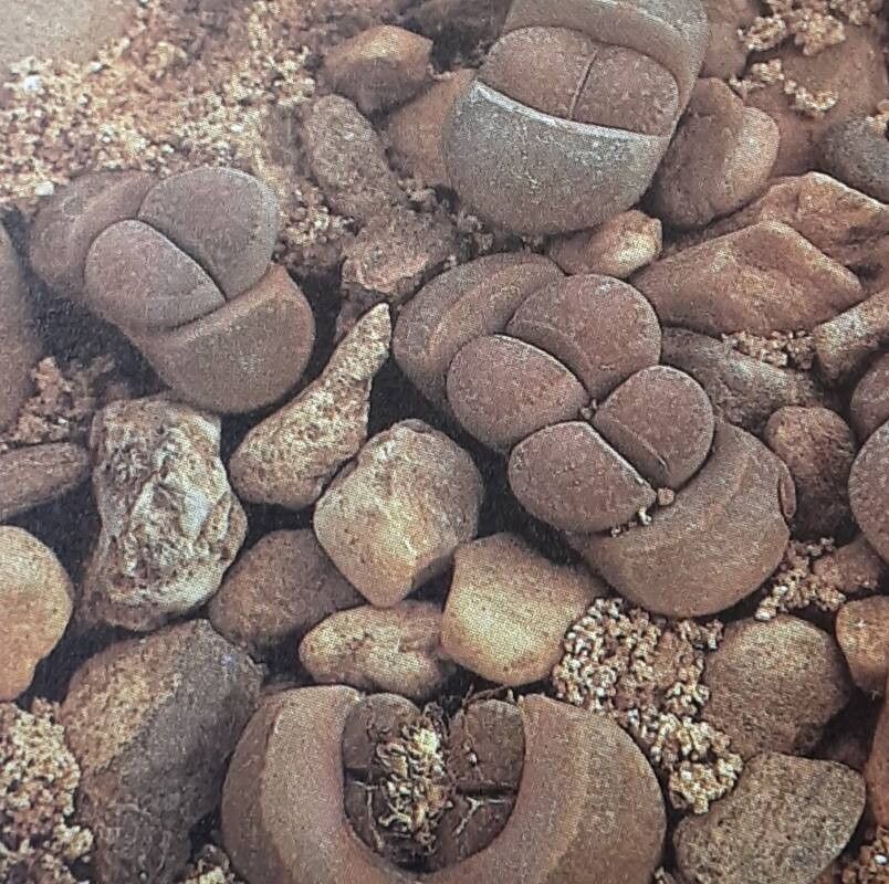 Lithops comptonii — related species from the same genus