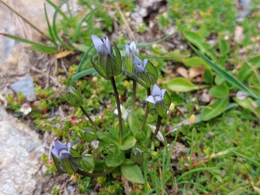 Gentiana tenella — houseplant care guide