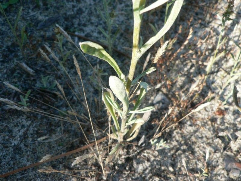 Gamochaeta antillana leaf