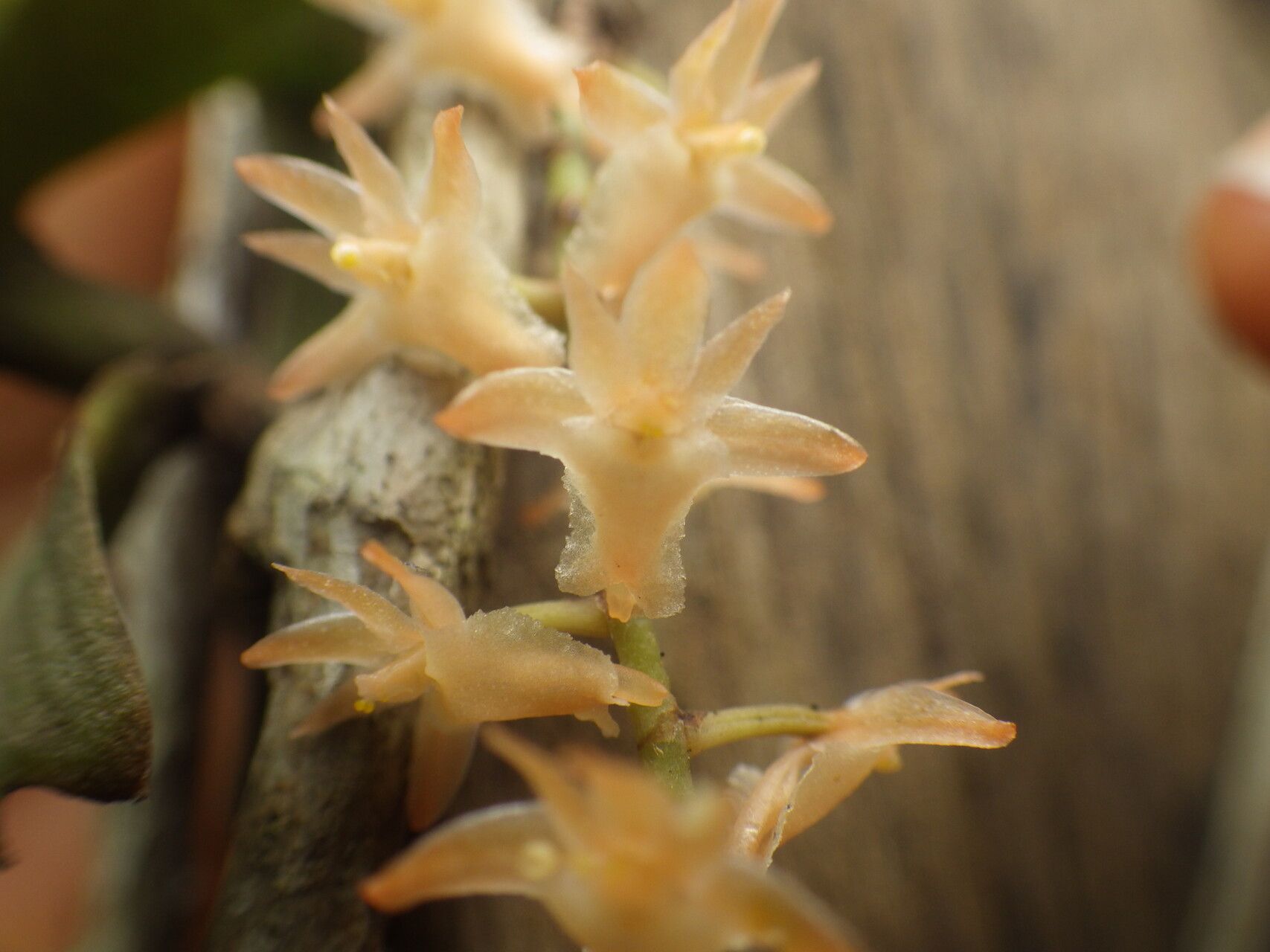 Diaphananthe bidens flower